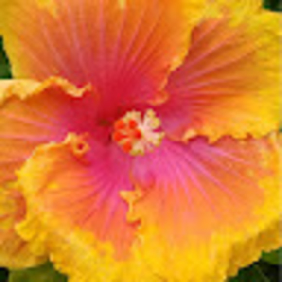 Meet your Posher, Dolores - Picture 1 of 1